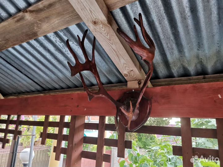 Натуральные рога