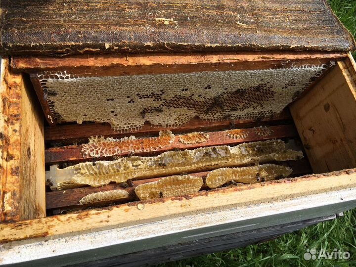 Мед с пасеки Антропова цветочный, разнотравье