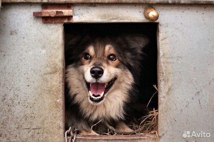 Серьезный Карат на охрану