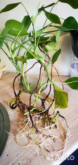 Монстера. Черенки с крупными корнями