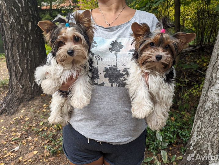 Бивер девочки РКФ