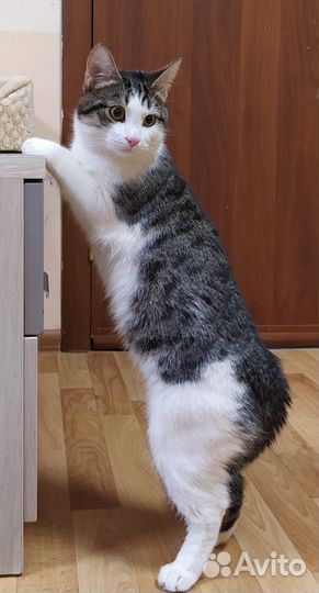 Котик ищет дом