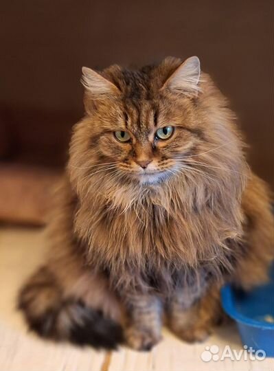 Сибирская кошка