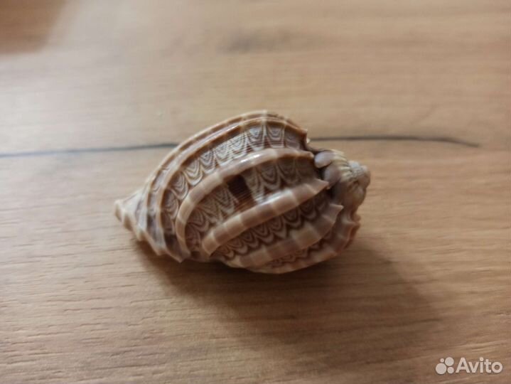 Морская раковина