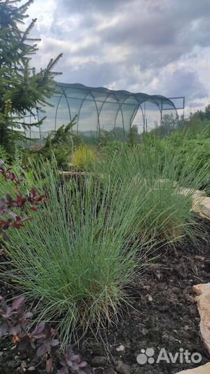 Овсяница сизая (лат. Festuca glauca)