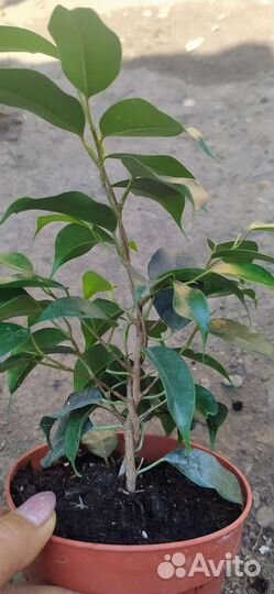 Цветок фикус мелколистный