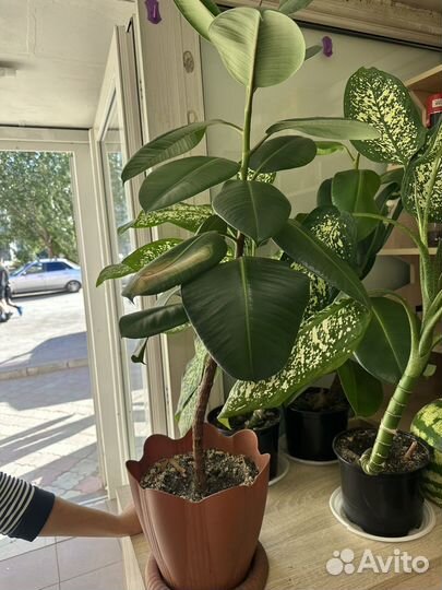 Диффенбахия, фикус