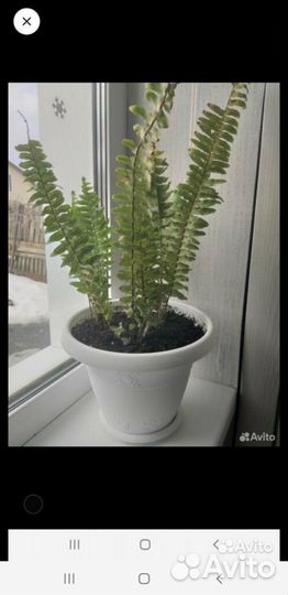 Комнатные цветы