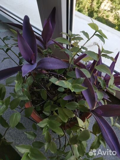 Комнатные растения цветы