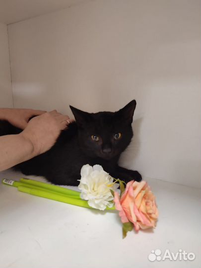 Чёрному коту Афоне негде жить