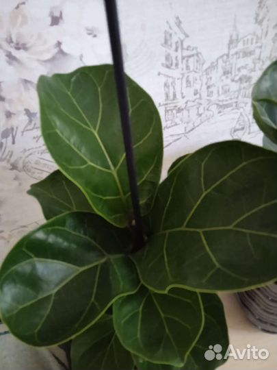 Фикус лирата бамбино