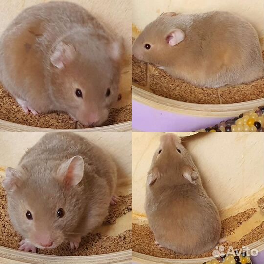 Сирийские хомяки 3 недели