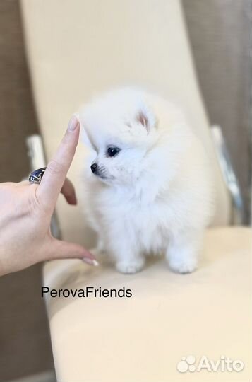 Шпиц