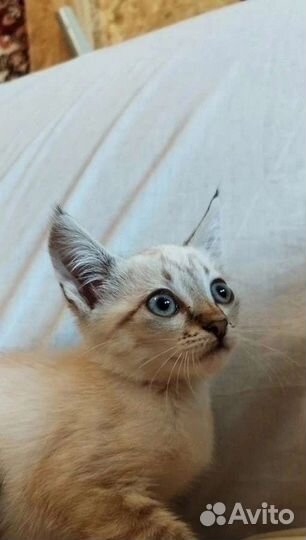 Кошечка с сво