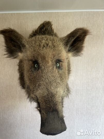 Чучело головы кабана