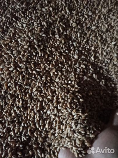 Зерно пшеница ячмень фураж