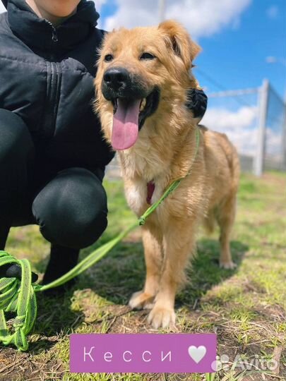 Добрая Кесси из приюта