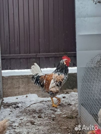 Молодые петухи