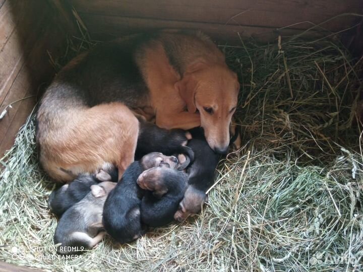 Щенки русская гончая с Родословной