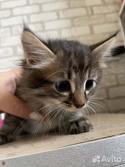 Отдам в хорошие руки котят