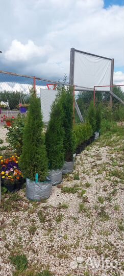 Туя западная смарагд 150-160см