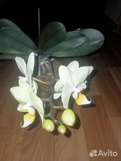 Орхидея фаленопсис