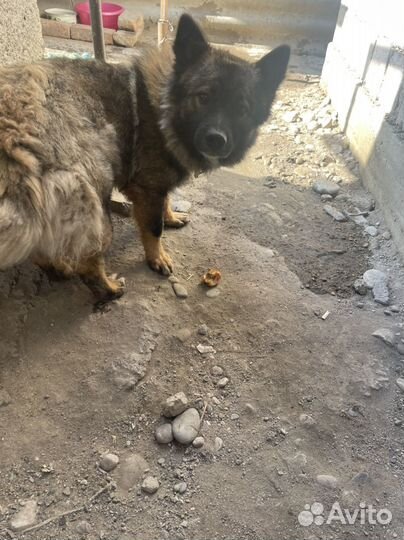 Собака ищет дом