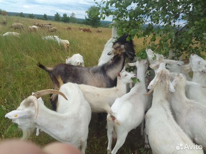 Баранчики и козлики