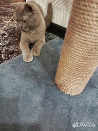 Отдам в добрые руки