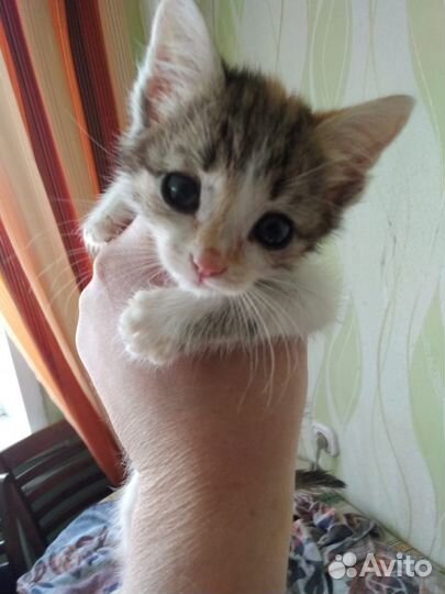 Котята с доставкой