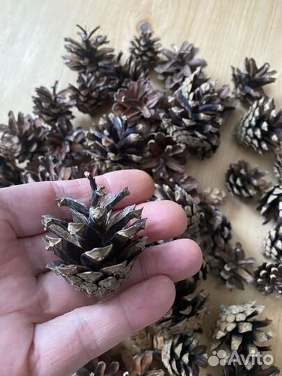 Шишки сосновые