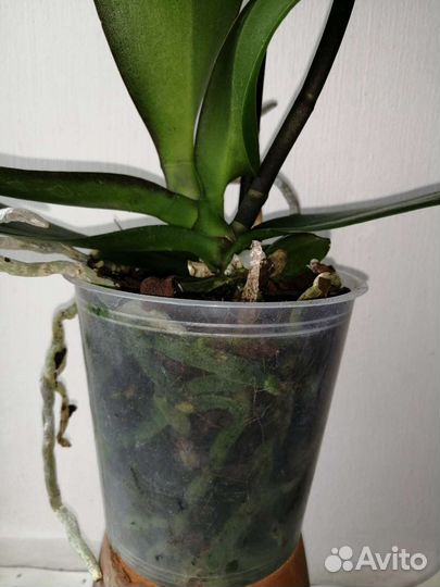 Орхидея фаленопсис мультифлора биг лип