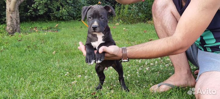 Питбультерьер