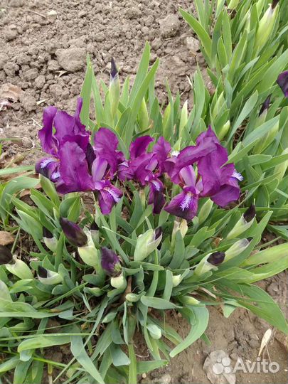 Гейхера многолетний цветок,Хоста,Мускари.Ирисы дал