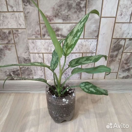 Аглаонема трейби