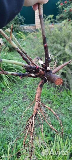 Пион Бартзелла