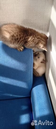 Котята милашки ищут хозяина