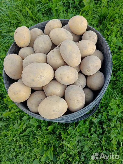 Продам картофель