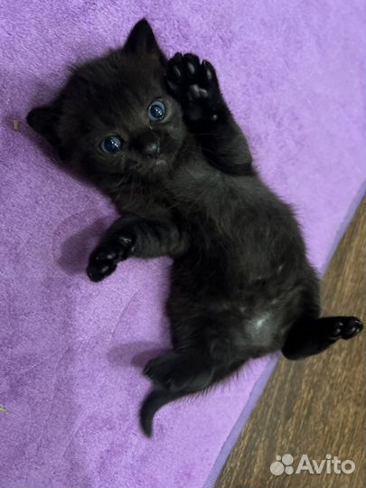Британский котенок девочка