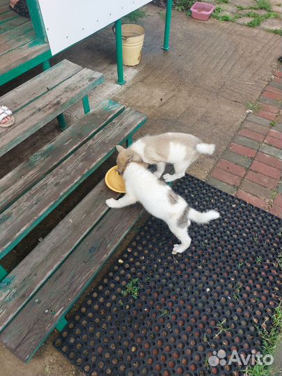 Восточно сибирская лайка