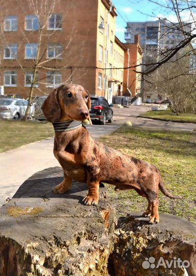 Вязка, такса стандарт, кобель