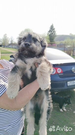 В добрые руки