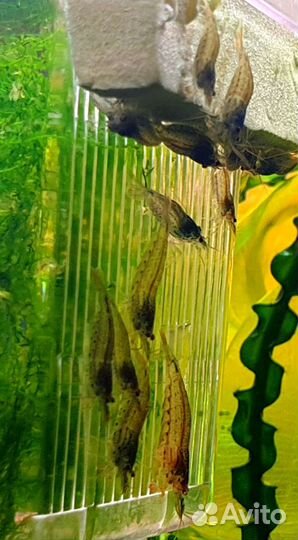 Креветки Аквариумные Амано и Красная Вишня