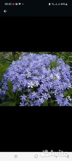 Флокс растопыренный