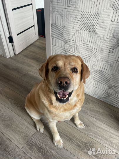 Вязка Лабродора