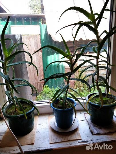 Алоэ лечебный