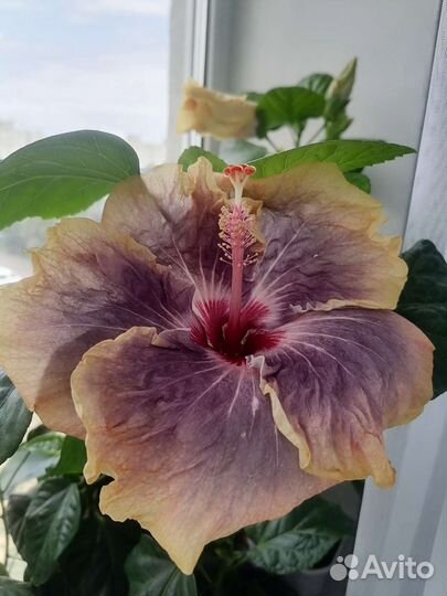 Сортовые гибискусы