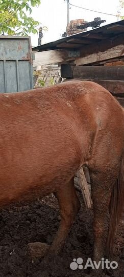 Мясо конина