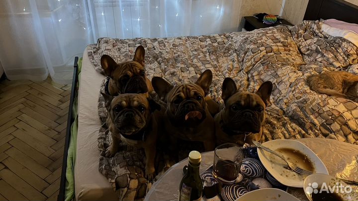 Французский бульдог кабель вязка