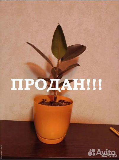 Фикус каучуконосный